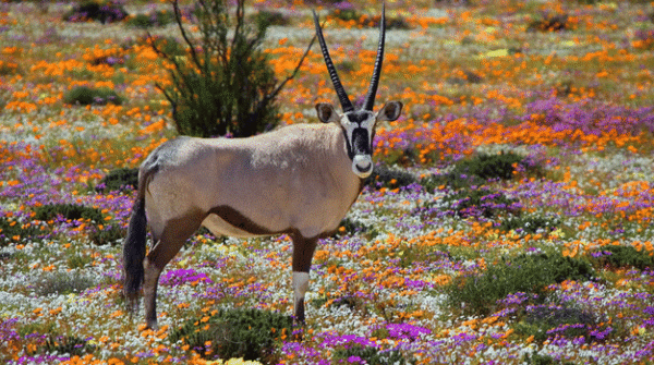 Namaqualand 5 Day