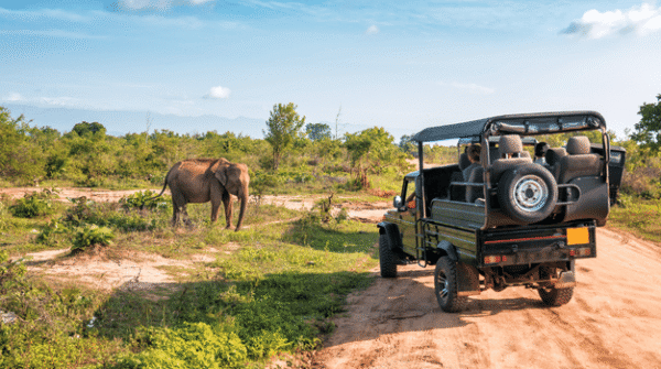Paterson Safari